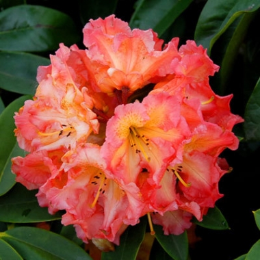 Różanecznik (Rhododendron) 